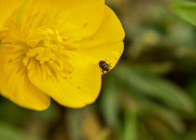 Beetle on a Buttercup