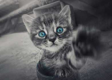 bully kitten