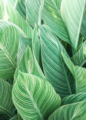 Tropical Leaves