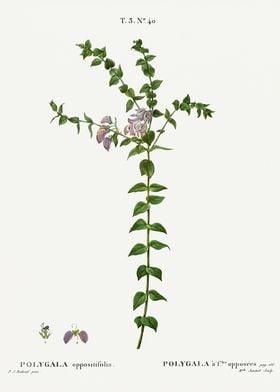 Traite Arbres (1819) Orig-preview-3