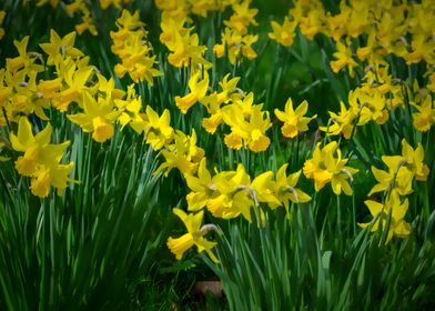 Daffodils in Regents Park