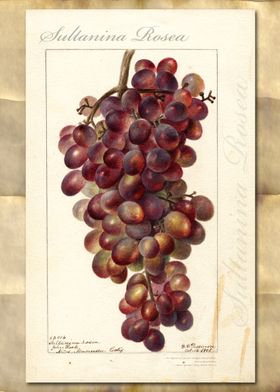 Sultanea grapes watercolor