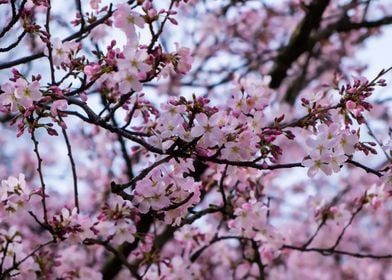 Cherry Blossoms in London