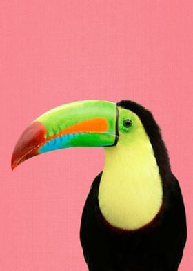 Toucan Bird in Pink