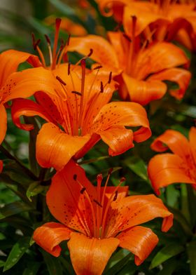 Orange Lily