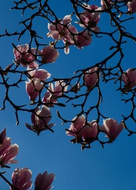 Blossoms in Spring