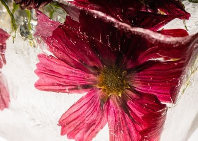 Red aster in ice 1