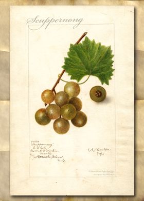 Vintage grapes watercolor