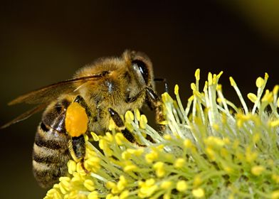 Bees Pollination