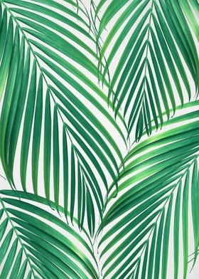 Palm Leaves