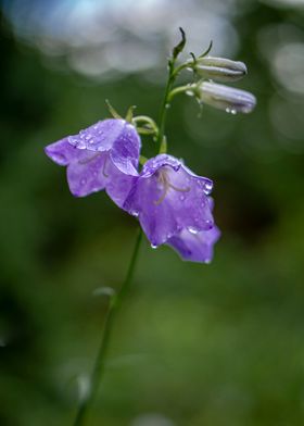 Campanula Cochlearifolia