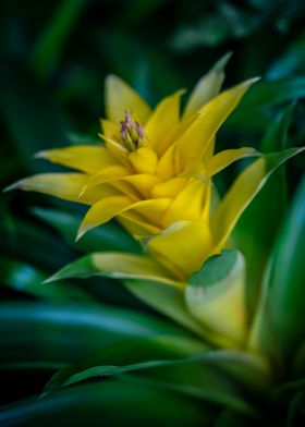 Yellow Bromeliad