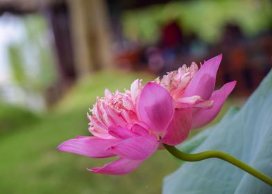 Lotus Flower