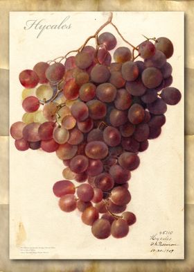 Vintage grapes watercolor