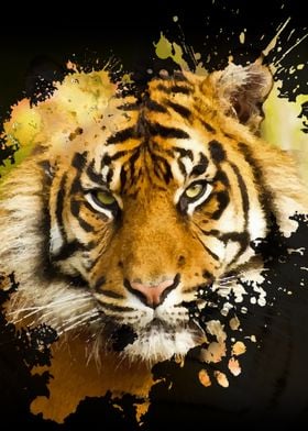 A Splash of a Tiger