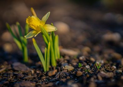 Baby Narcissus Daffodil