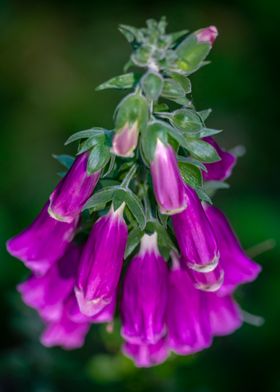 Digitalis Purpurea