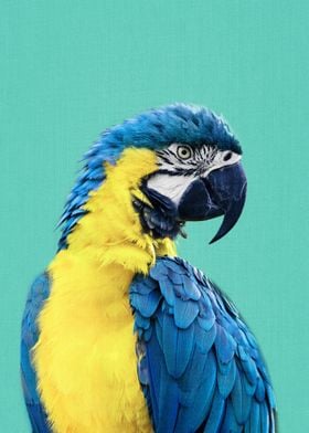 Macaw Parrot