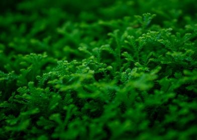 Green carpet of plants