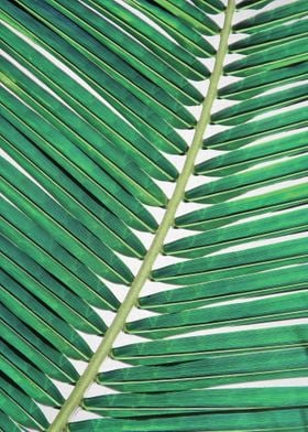 Palm Leaf 2