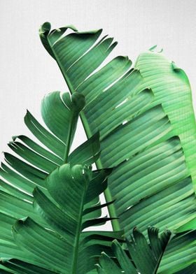 Banana Leaves