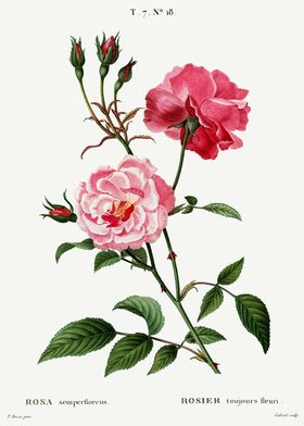 Traite Arbres 1819 HQ Orig