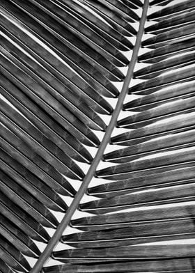 Palm Leaf 2 BW