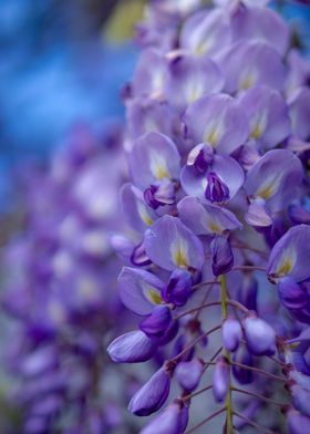 Chinese Wisteria