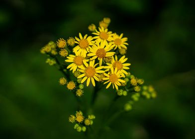 Jacobaea vulgaris