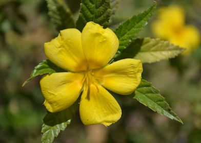 Single Yellow Flower 