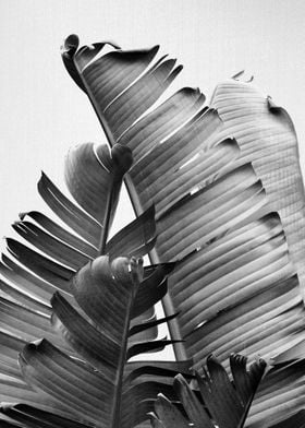 Banana Leaves BW