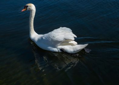 The Queens Swans