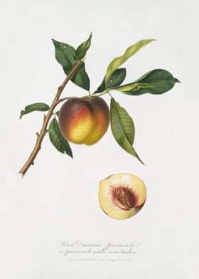 Peach Prunus Persica From 