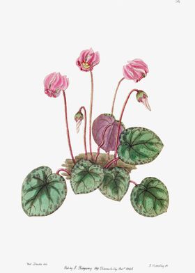 Pink Cyclamen Poster