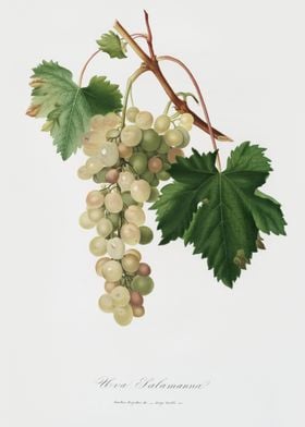 Muscat Grape Vitis Vinifer