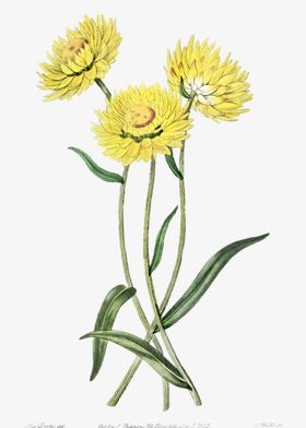 Yellow Strawflower Poster