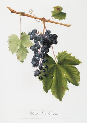 Grape Colorino Vitis Vinif