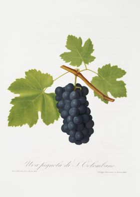 San Colombano Grapes Vitis