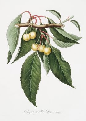 Cherry Cerasus Duracina Fr