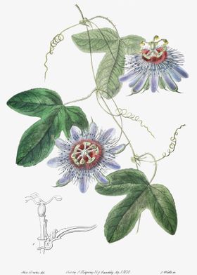 Passion Flower Poster