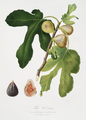 Figs Ficus Carica Sativa F