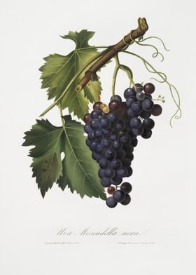 Black Grape Vitis Vinifera