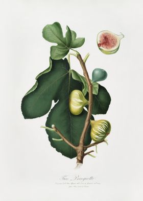 WhitePeel Fig Ficus Carica