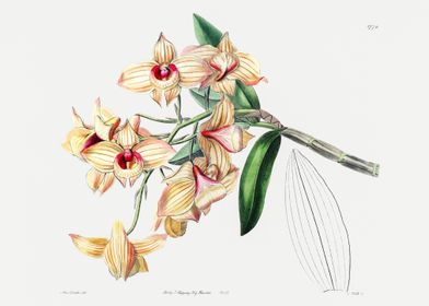 Dendrobium Moschatum Poste