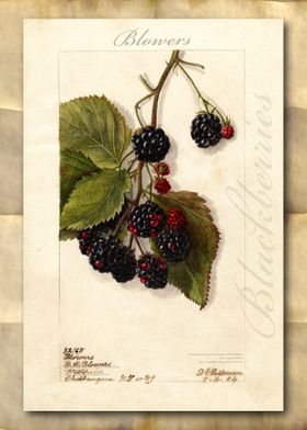 Blackberry watercolor