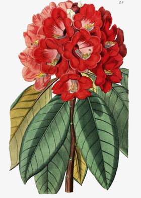 Ceylon Rhododendron Poster