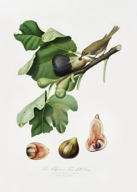 Fig Ficus Carica Sativa Fr