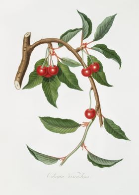 Cherry Ciliegio Visciolino