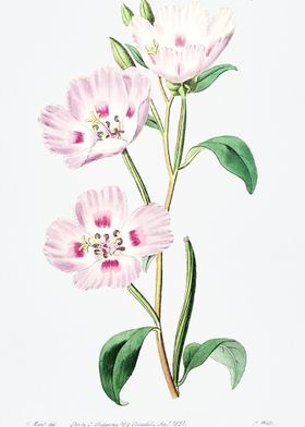 Pink Primrose Poster