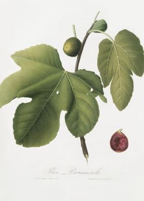 Briansole Figs Ficus Caric